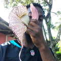 DRIED DUCK FLOWER