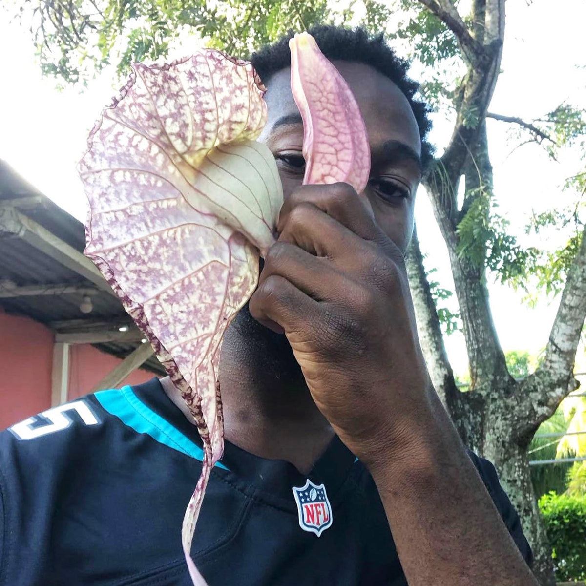 DRIED DUCK FLOWER