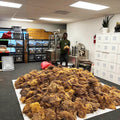 1 POUND RAW SEA MOSS